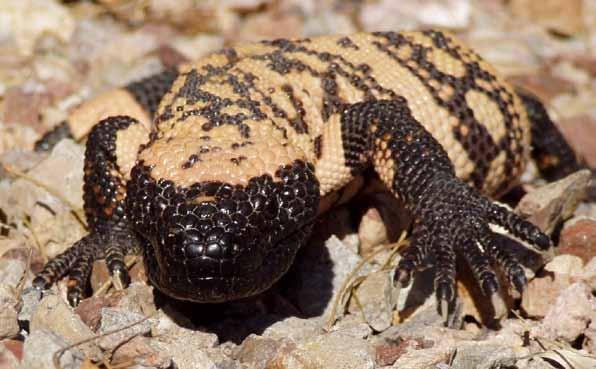 A great variety of forms exist among lizards, however, as can be seen when you compare whiptails with Gila Monsters (photos at right). Some lizards have overlapping scales or are legless, like snakes.