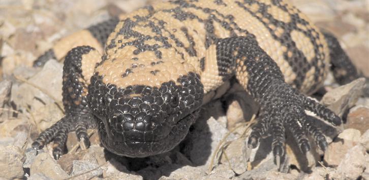 Lizards listed as Threatened or Endangered by the United States Endangered Species Act (ESA) and by the Commitee on the Status of Endangered Wildlife in Canada (COSEWIC) (http://ecos.fws.