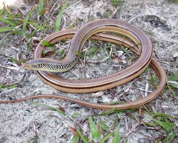 The Island Glass Lizard, Ophisaurus compressus, is US ESA-listed as a Species of Concern due to habitat loss and degradation.