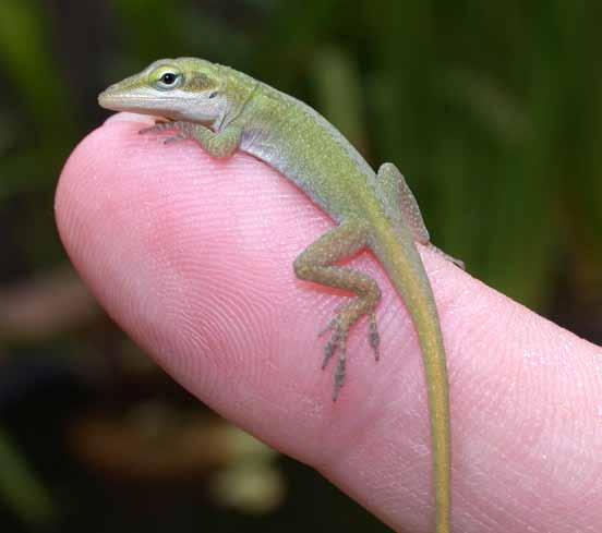 Habitat fragmentation is a subtle change to the spatial arrangements of habitats that alters lizard distributions and their interactions with each other.