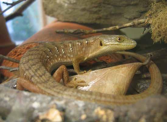 Natural predators of lizards include a diversity of snakes, birds, and mammals. Predation rates of native predators on lizards may increase with human development.