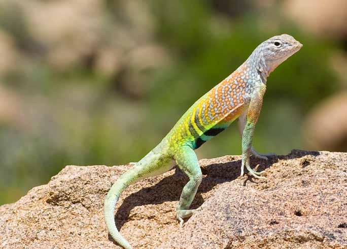 taking them out of the wild. Permits may be required, and collection of rare animals for personal use may be prohibited. However, in many places, it is legal to collect lizards.