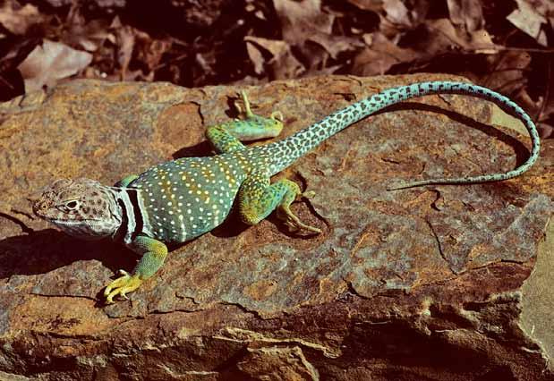 Although lizards can be The Eastern Collared Lizard, Crotaphytus collaris, is widespread in North America, native to areas from Kansas to Mexico. Males are brightly colored during the breeding season.