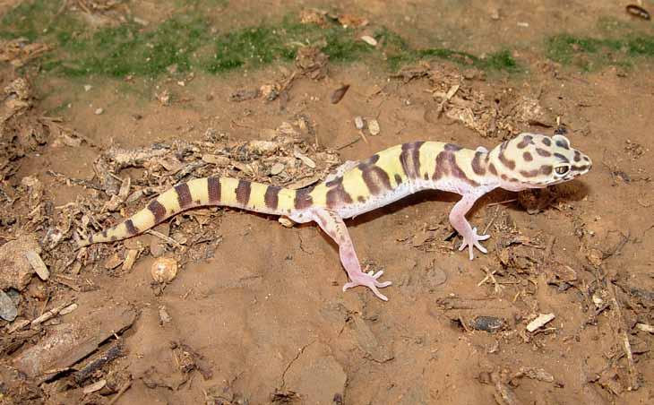 Altered thermal niches are an emerging concern for the effects of climate change on lizards.