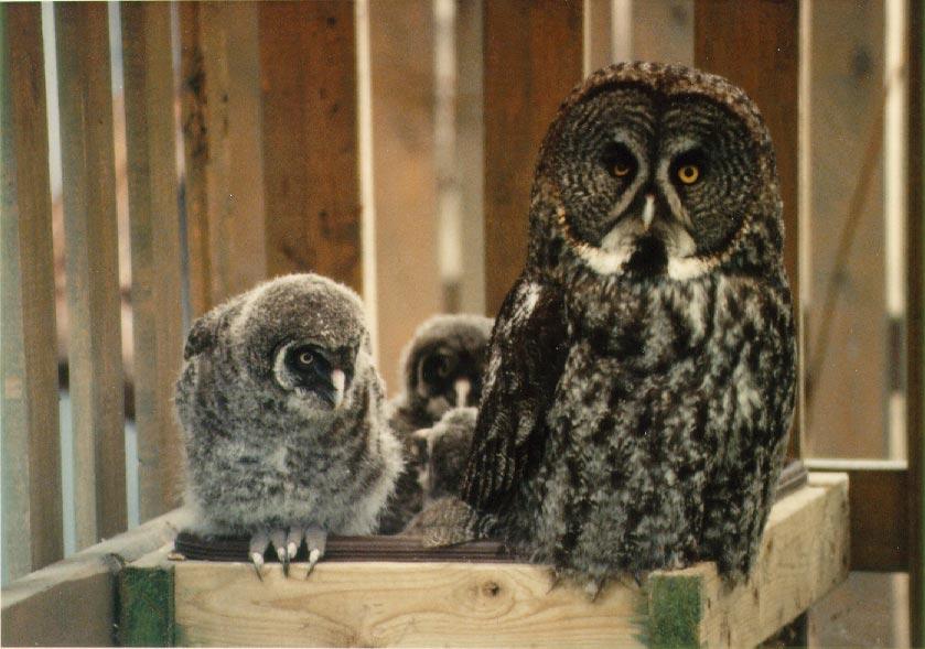 enclosure at the Owl Foundation in Ontario, Canada. Figure 6.