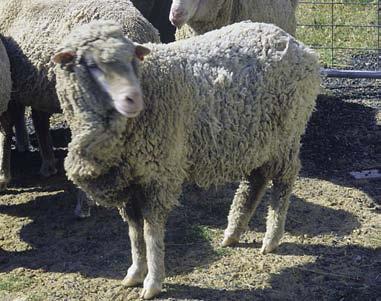 SHEEP LICE ECONOMIC LOSS - $123million PA Lost production: * lousy sheep