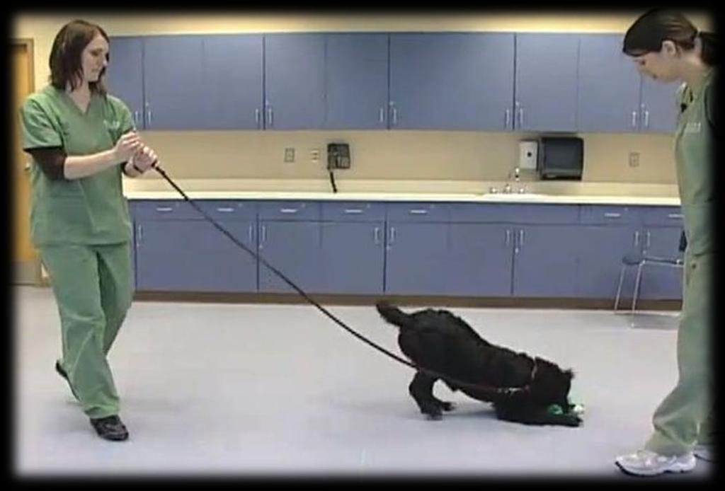 Role of the Observer Holds leash for the Food and Toy Behavior Items Handles