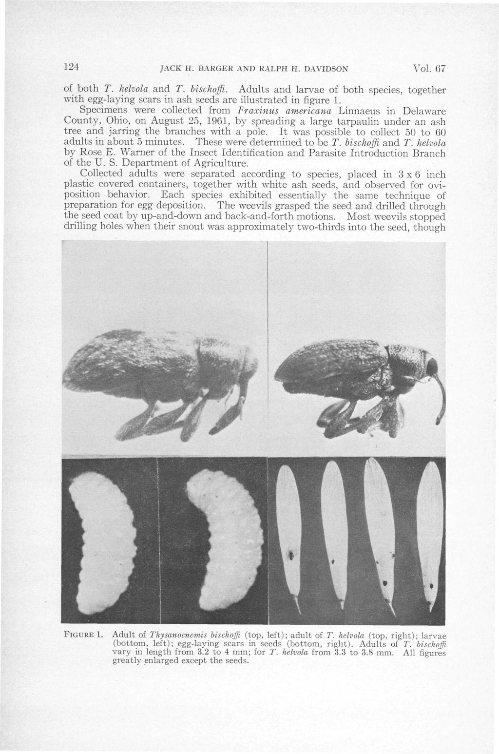124 JACK H. BARGER AND RALPH H. DAVIDSON of both T. hefrola and T. bischoffi. Adults and larvae of both species, together with egg-laying scars in ash seeds are illustrated in figure 1.