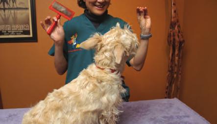 Training Cats and Dogs to Love Being Petted or Groomed* By Dr.