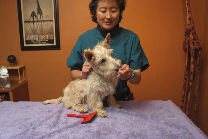 Make the first brush bouts short (5 seconds) so that the dog does not have much time to become irritated.
