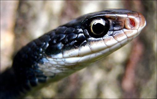The black racer is a much more slender snake than the indigo, and often the chin and throat of the racer are creamy white in color.
