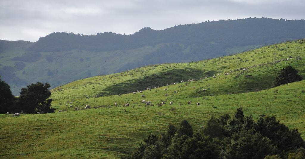 TRACE ELEMENT COBALT COBALT DEFICIENCY About 13% of pastures in New Zealand will not provide an adequate cobalt intake f lambs which are the most sensitive to cobalt deficiency.