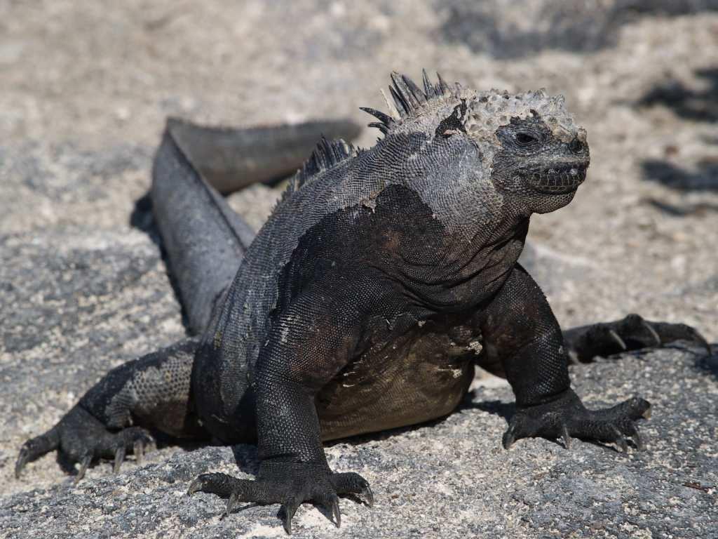 Marine iguanas are unique to the Galapagos.