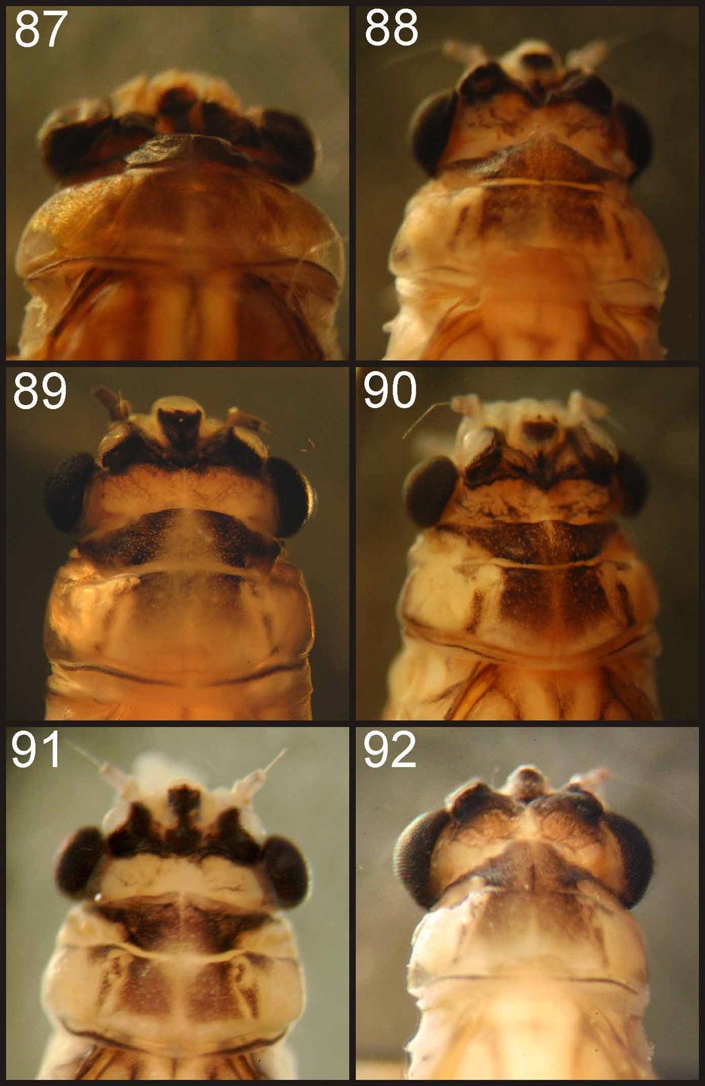 FIGURES 87 92. Tortopsis, female adults, head and pronotum. 87, T. bruchianus; 88, T. limoncocha; 89, T. obscuripennis; 90, T. puella; 91, T. sarae; 92, T. spatula. Female imago.