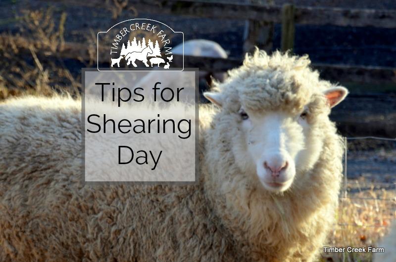 Shearing Sheep Tips for Shearing Day Shearing sheep has to be one of the hardest farm tasks. It can be enjoyable but it is always hard work. For ten years, my husband and I tackled the job ourselves.
