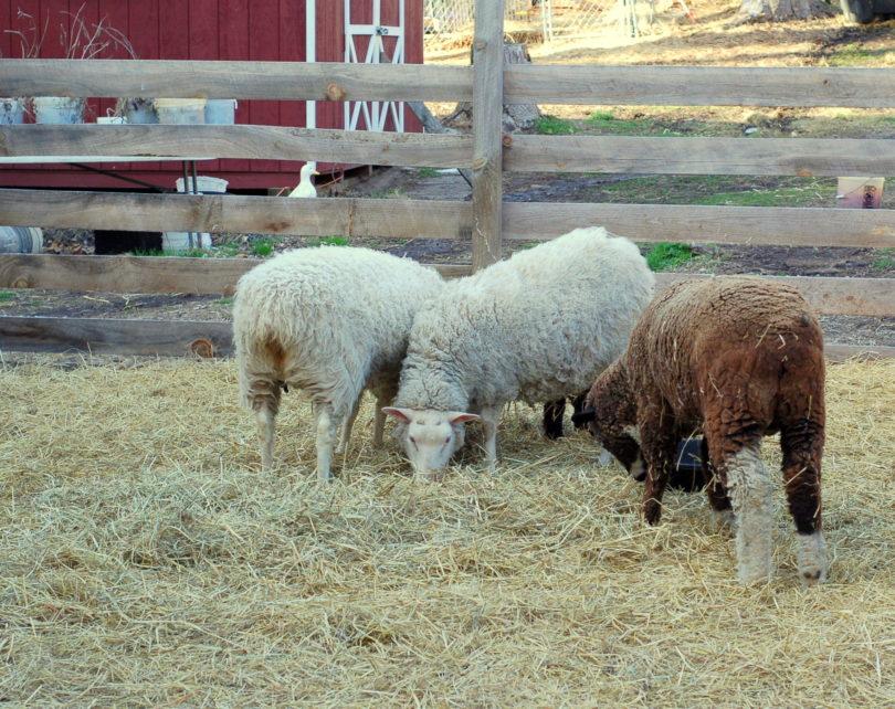 while being sheared. I do let mine have some hay to munch on overnight but we do not feed anything the day of shearing.