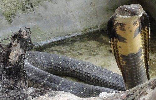 A captive King Cobra at a snake show in Southern Thailand. Ophiophagus hannah.