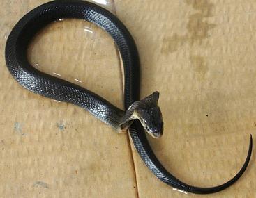 Juvenile Monocled Cobra Naja kaouthia in Southern Thailand. Color varies from dark black to grey to brown. Deadly venomous snake. Naja kaouthia just might be my favorite snake Monocled Cobra.