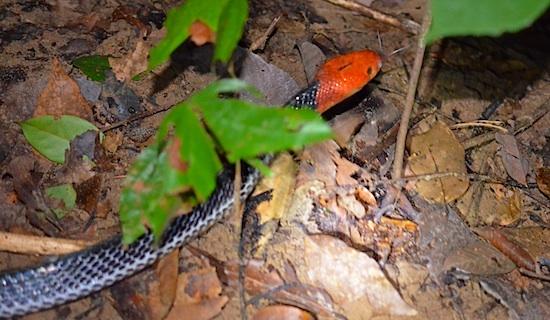 A deadly Thailand snake, the red-headed krait (Bungarus flaviceps). These are extremely rare.