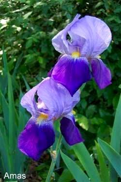 Amas was one of the first tetraploid irises to reach England; because it was