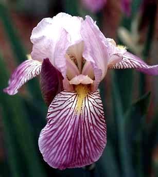 MEET THE IRIS The most popular pink of