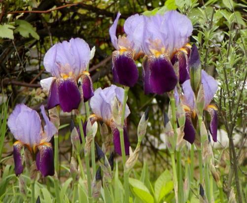 At the time nearly every other garden iris of its day was a diploid.