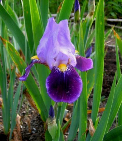 Perhaps the single most important iris in the tetraploid
