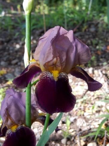 Considered one of the finest irises on the market in its day.