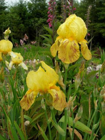 MEET THE IRIS An important variety in the