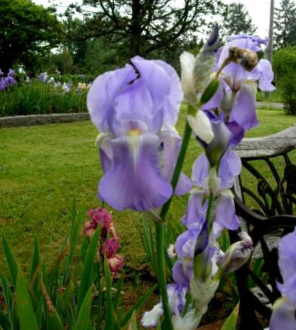 Iris pallida is one of the species irises that is the foundation of today s tall bearded irises.