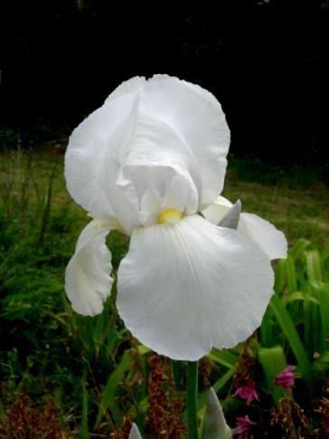 Known for its bloom size, height and purity of color, it is in the