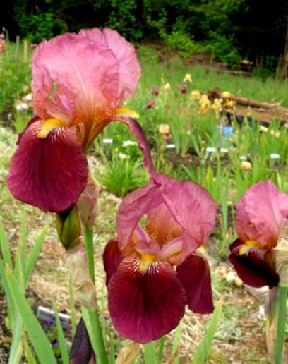 MEET THE IRIS A widely celebrated red