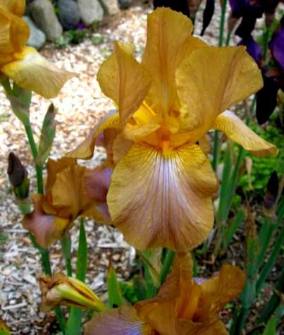 Famous brown iris that became an important parent for its color class.