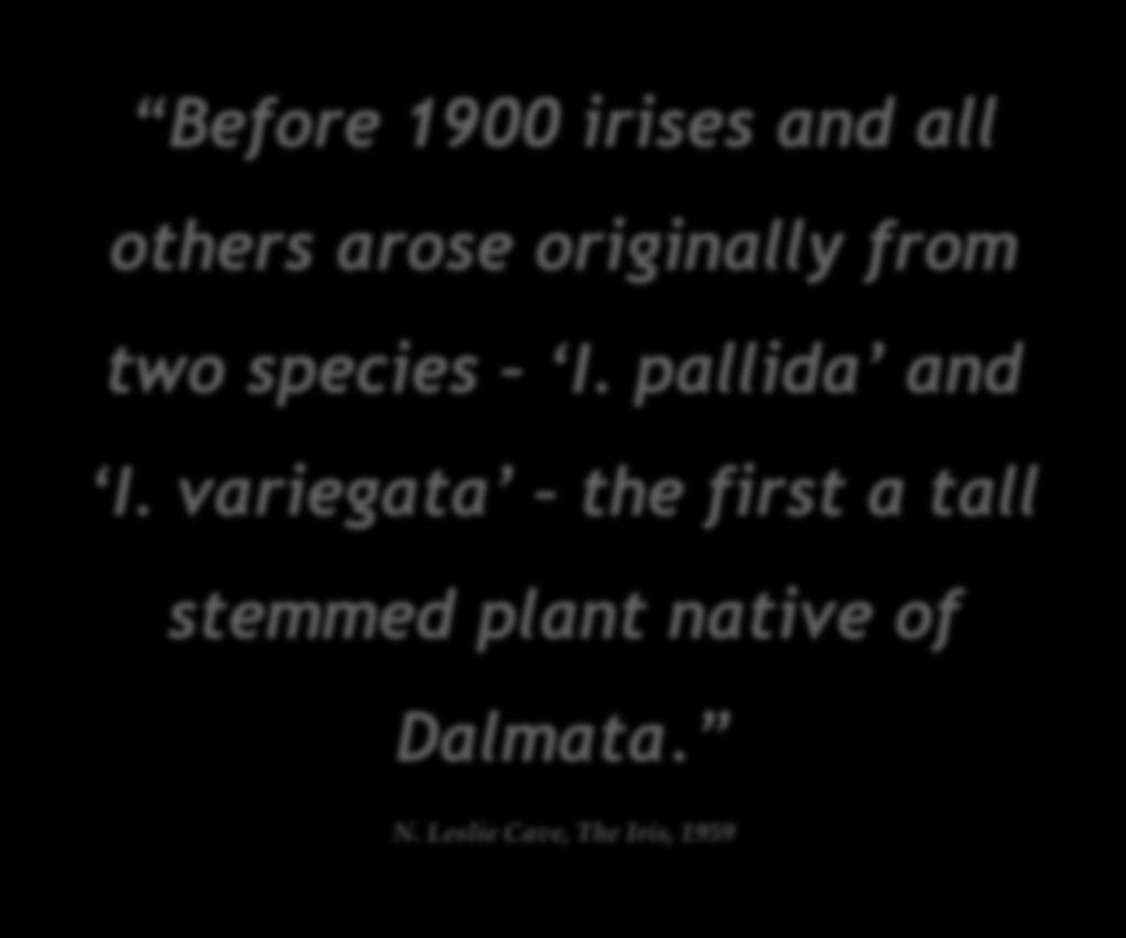 Before 1900 irises and all others arose originally from two species I. pallida and I.