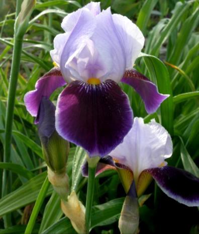 MEET THE IRIS The standard by which neglectas were