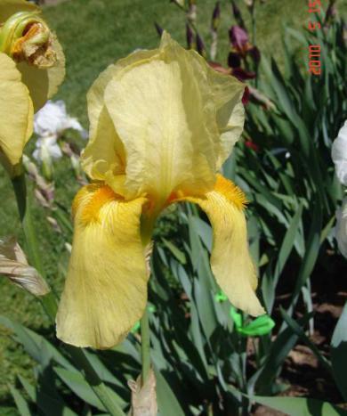 Though no advance in form, it was very, very popular with iris growers and