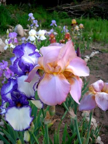 MEET THE IRIS The huge flowers, and great pattern and