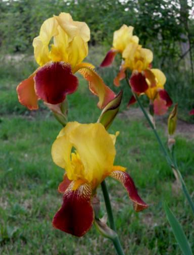 MEET THE IRIS Considered in its day to