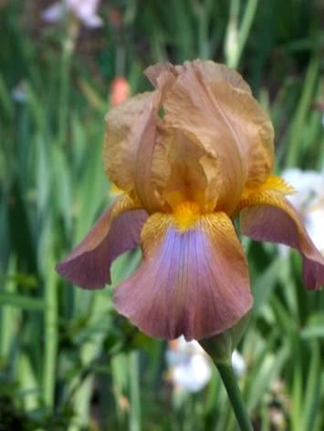 Dr. Kleinsorge considered this his greatest breeding iris, and he used it heavily