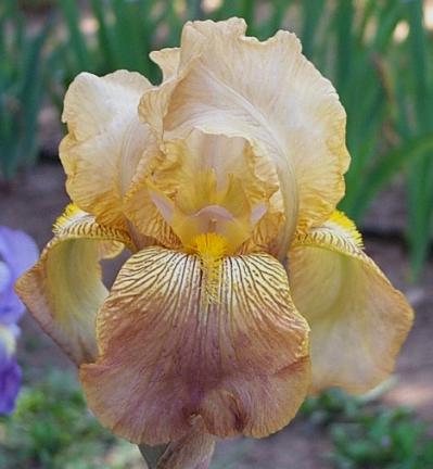MEET THE IRIS Brought lace into the gene