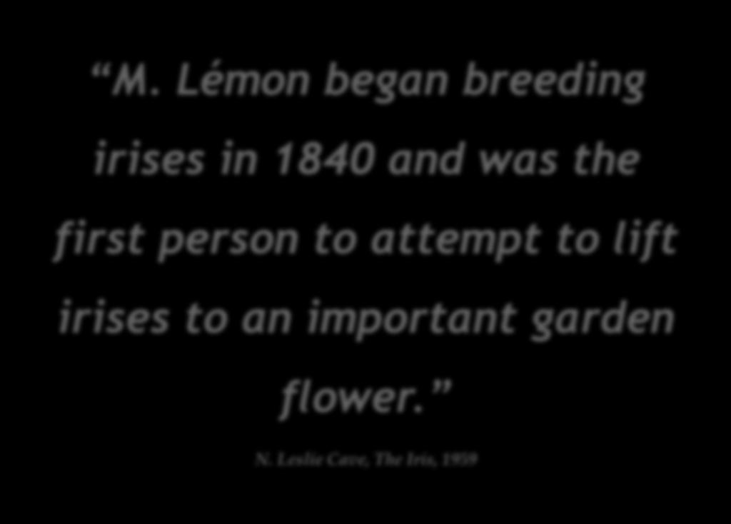 M. Lémon began breeding irises in 1840 and was the first person to attempt