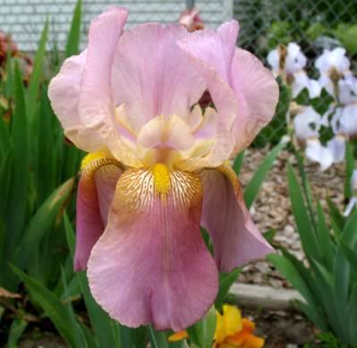 MEET THE IRIS An important early color break.
