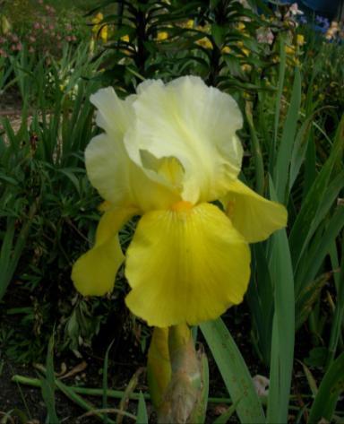 MEET THE IRIS A yellow bitone that was very popular in