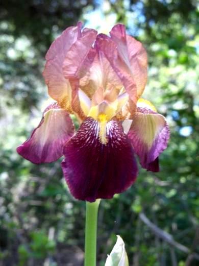 MEET THE IRIS Color effect a bright