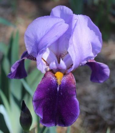 MEET THE IRIS The best neglecta for many years.