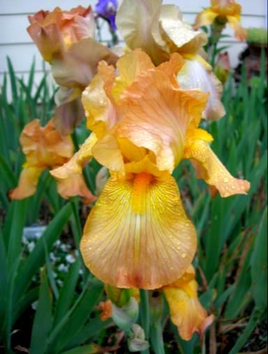 MEET THE IRIS A very widely used blend that