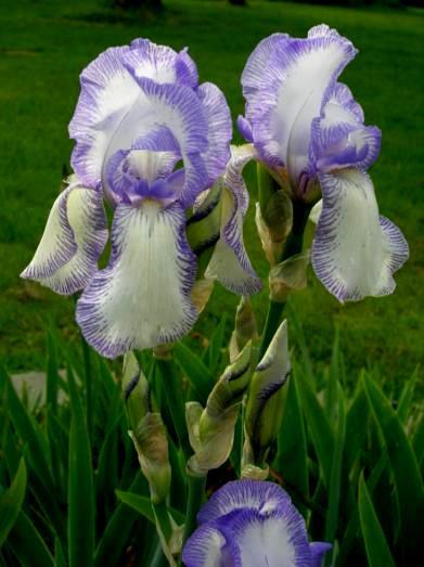 MEET THE IRIS A sensation in its day and the