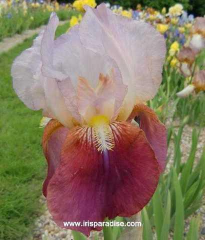 MEET THE IRIS This lovely variety brought the