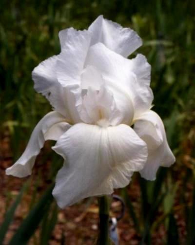 MEET THE IRIS A pure white with no yellow at the