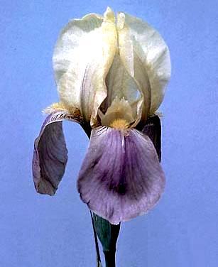 An IB that was instrumental in bringing genes from Iris reichenbachii into reach of hybridizers.
